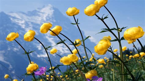 Mountains Flowers Yellow Flowers Wildflowers 2560x1600