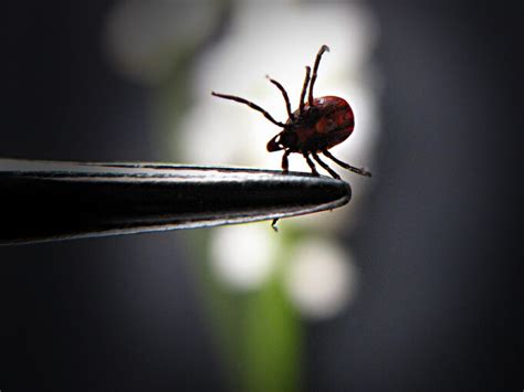 Chris Kresser On What To Do About A Tick Bite Living Clean In A