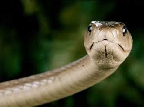 10 Facts About Black Mambas Fact File