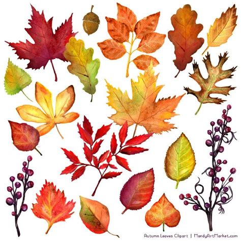 Watercolor Autumn Leaves And Branches Clipart Watercolor Clipart Fall