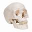 3B Scientific A20 9 Classic 3 Part Human Skull With 5 Brain