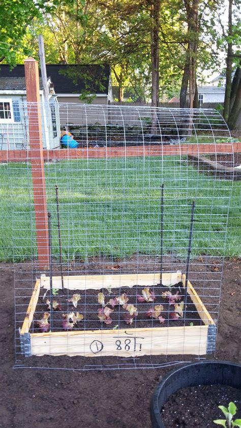 Cucumber Trellis And Eventual Shade Provider For Growing Lettuce