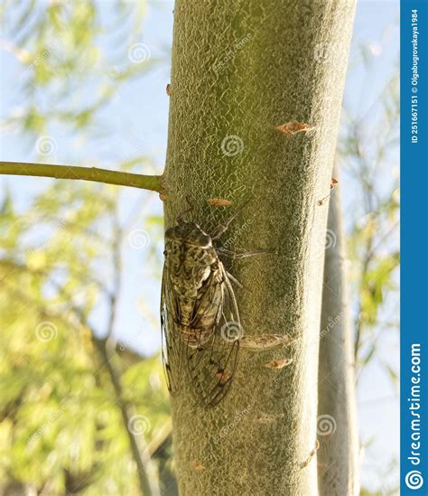 17 Year Cicada Metamorphous Stock Image 46155913