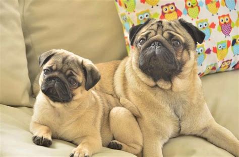 Pin By Amber Trevino On Pugs Dogs Pugs Animals