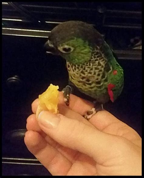 Black Capped Conure Health Personality Behavior Colors And Sounds