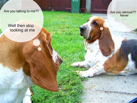 21 Funny Basset Hound Dog Memes Basset Hound Hound Dog Basset