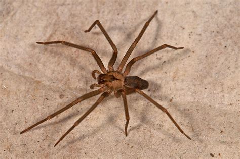 Where Do Brown Recluse Spiders Live Brown Recluse Removal