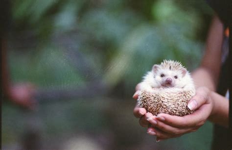 How To Keep African Pygmy Hedgehogs As Pets