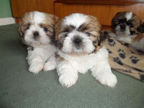Our address (by appointment only) 1800 amity hill rd. 4 adorable Shih-Tzu Puppies For sale | Knebworth ...