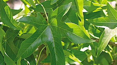 July 24, 2017february 2, 2018. Sweet-Gum Tree - Grown By You