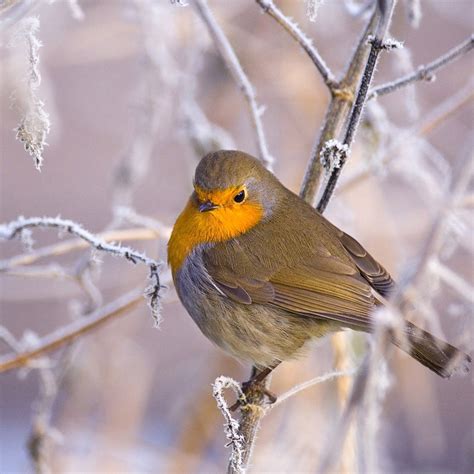 Picturespool Beautiful Birds In Winter Wallpapers