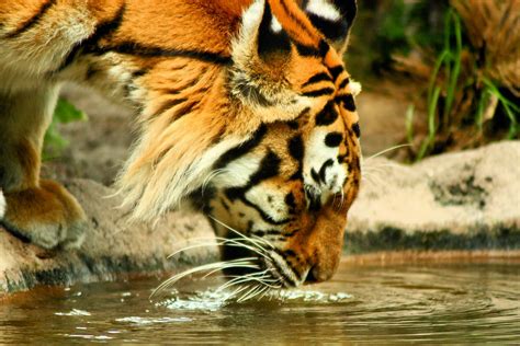 6 Unknown And Interesting Facts About Tigers Lists Diary