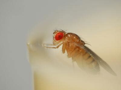 Drosophila melanogaster lives in a wide range of habitats. 'Wild Type Fruit Fly (Drosophila Melanogaster ...