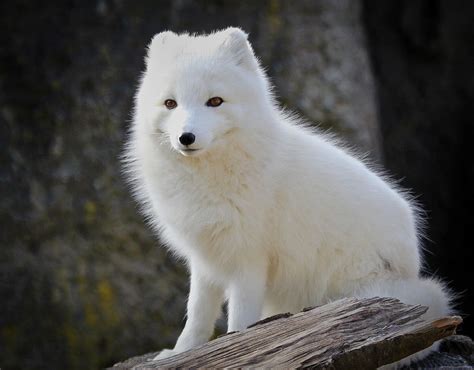 White Arctic Fox By Athena Mckinzie