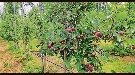 Growers In Kashmir Valley Eager To Partake In Apple Windfall