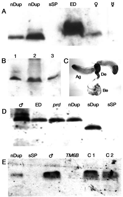 The Sex‐peptide Dup99b Is Expressed In The Male Ejaculatory Duct And In The Cardia Of Both Sexes