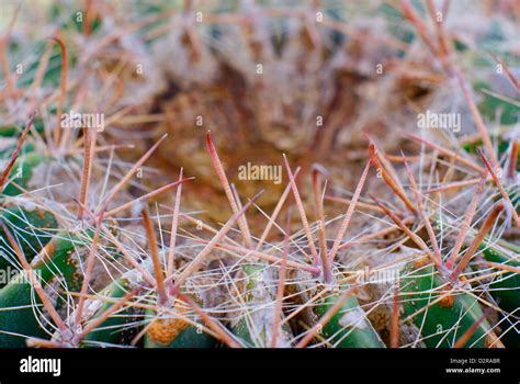 Ferocactus Wislizenii Arizona Barrel Cactus Also Known As Fishhook