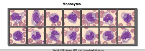 Monocyte Junglekeyfr Image 50