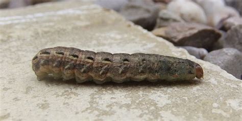 Brown Caterpillar Identification Guide With Photos Owlcation