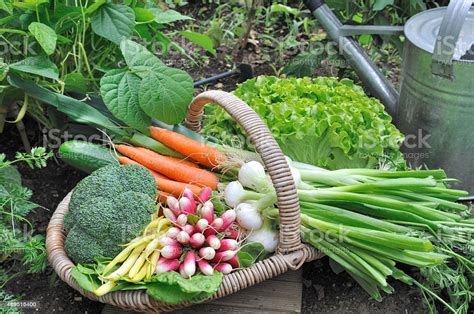 Vegetable gardening at home can be a way to save money while you get up close and personal we started a vegetable garden and got tons of vegetables. Fresh Vegetables In Garden Stock Photo - Download Image ...