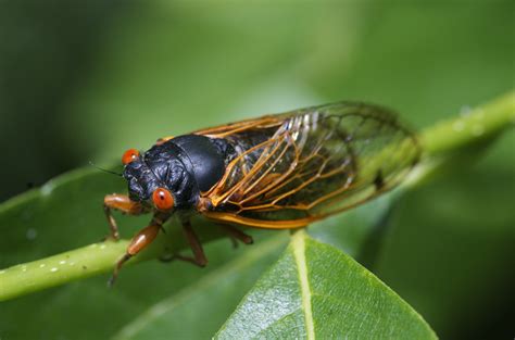 Listen and download to an exclusive collection of cicadas sound ringtones for free to personalize your iphone or android device. These Cicadas Have Been Waiting 17 Years to Have Sex | The ...