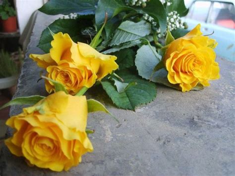 Beautiful Yellow Roses 32 Pics