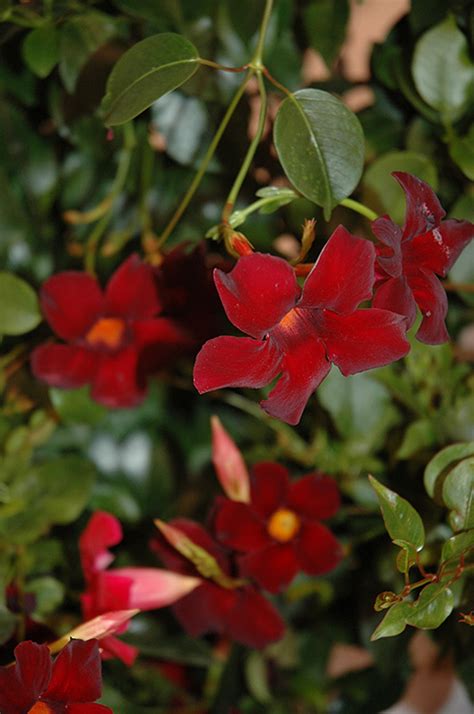 Dipladenia and mandevilla differences, facts and how to care for them; Sun Parasol® Pretty Deep Red Mandevilla (Mandevilla 'Sun ...