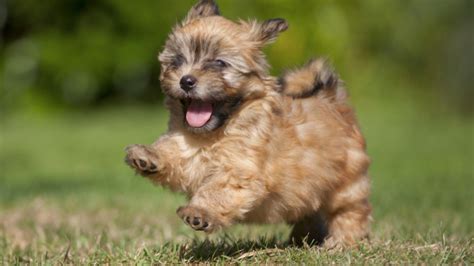 top  cutest small dog breeds fallinpets