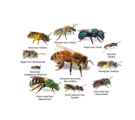 Ohio Bee Identification Chart