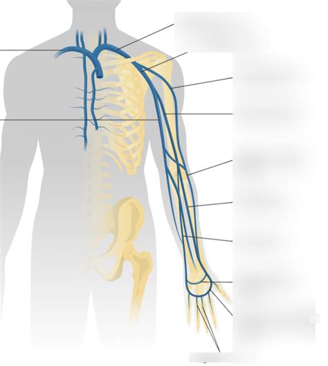 Bio 114 Upper Body Veins Diagram Quizlet