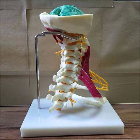 Dbscd Cervical Vertebrae Model Human Cervical Spine And Cervical Bone
