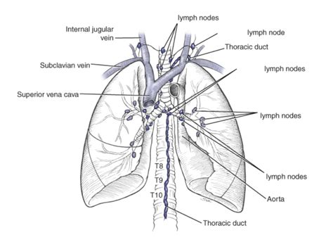 Lymph Thorax Diagram Quizlet