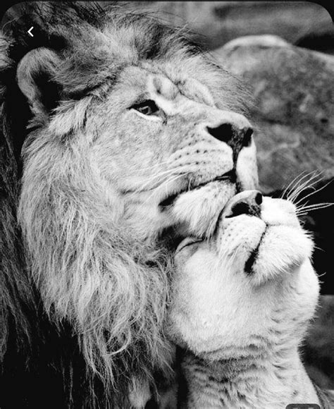 Pin By Erin Zumot On Art Lion Love Animals Beautiful Majestic Animals