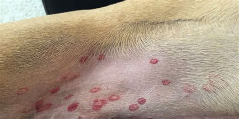 What Red Circle Spots On Your Dog Mean Identifying Black