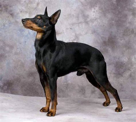 Manchester Terrier Standard Breed Guide Learn About The Manchester