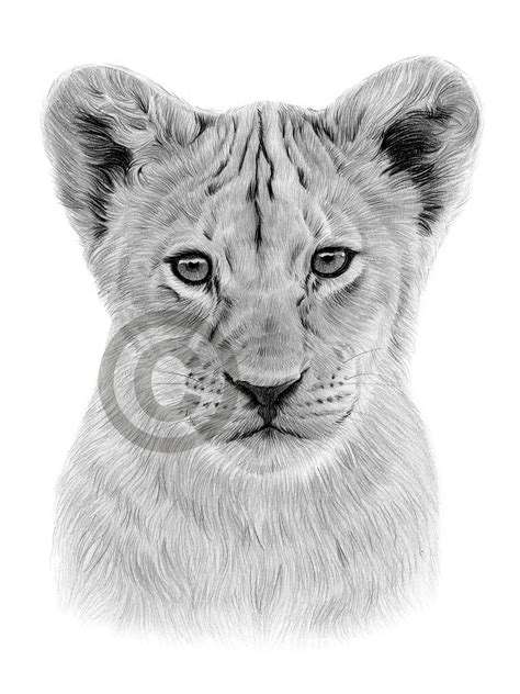 Digital Download Pencil Drawing Of A Lion Cub Artwork By Etsy