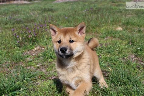 It has typical traits of dogs from northern heritage: Little Jewel: Shiba Inu puppy for sale near Charlotte ...