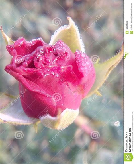 Rose Flowers Very Good Beautiful Nice Romantic Love Lovely Colors Stock
