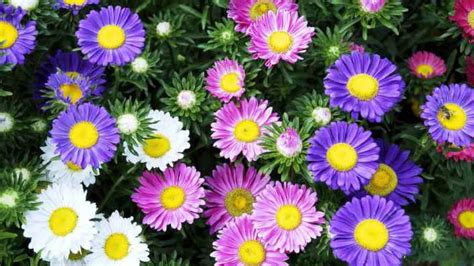 17 Macam Gambar Bunga Daisy Gambar Bunga Indah