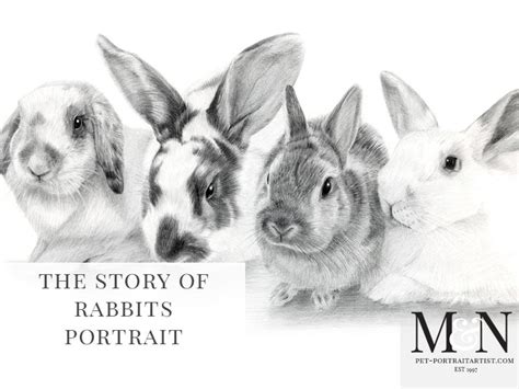 Rabbit Pencil Pet Portraits Melanie And Nicholas Pet Portraits