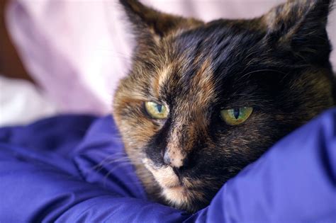 Facts You Should Know About Tortoiseshell Cats Breed