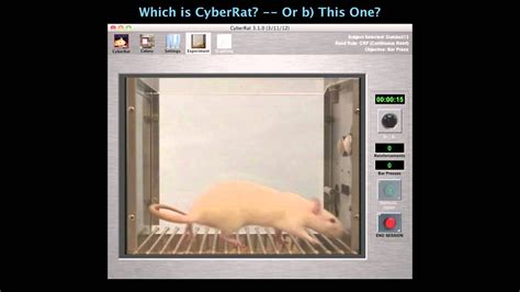 Video Illus 2 Turing Test One Cyberrat Vs Unedited Video Youtube