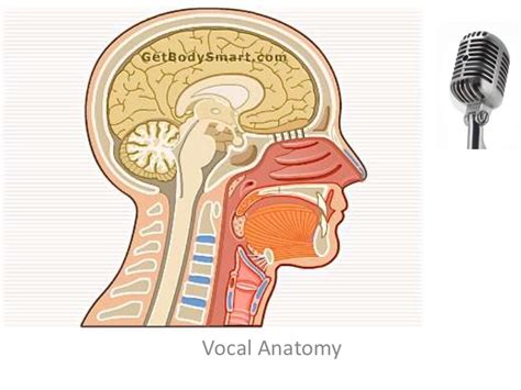 Vocal Anatomy Anatomy Diagram Book