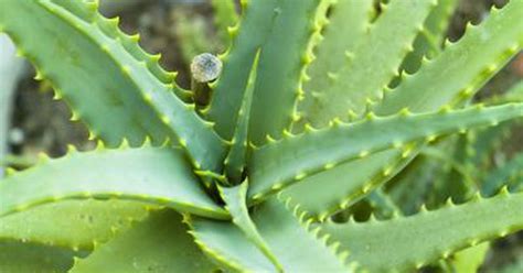 Is The Aloe Vera Plant Toxic Livestrongcom
