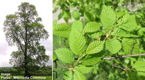 17 Elm Trees Leaves Bark Seeds Identification Guide Pictures