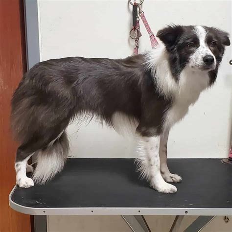 The Best Ways And Tools On How To Groom A Border Collie