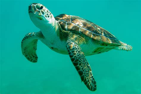 New Genetic Clues Could Be Key To Saving Sea Turtles From Mysterious