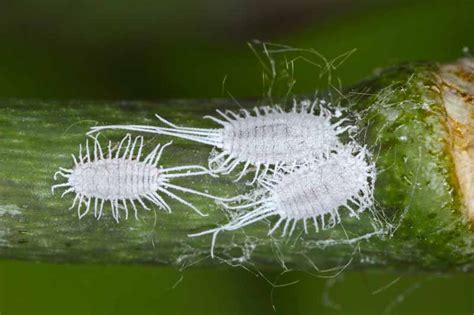 How To Identify And Control Mealybugs Gardeners Path