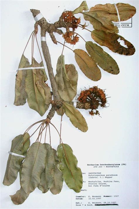 Conheça todos os produtos herbarium. Herbarium Etiketten Vorlagen Gut Herbarium - | siwicadilly.com