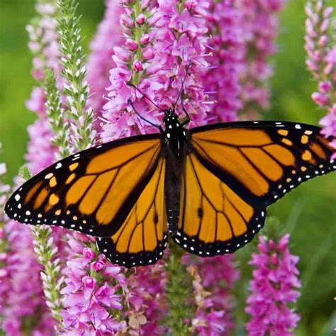 1.2k photos · curated by emma. Monarch Butterfly Flower Mix Seeds | Terroir Seeds